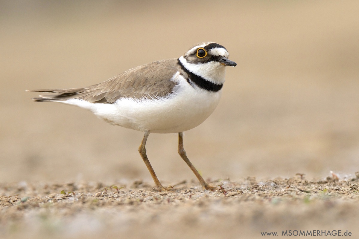 Flussregenpfeifer_Fluppi_Hessen_M_Sommerhage