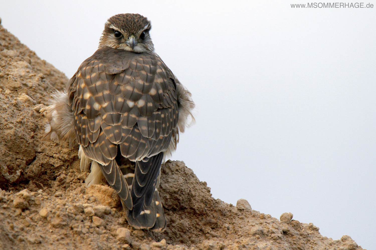 Merlin_2_M_Sommerhage