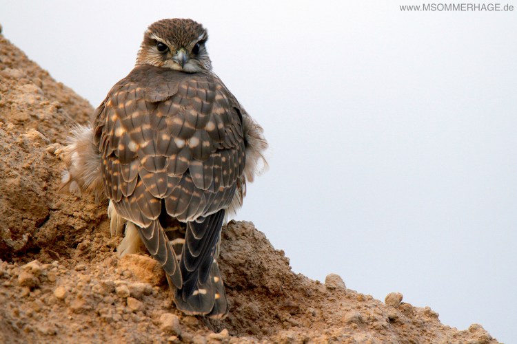 Merlin