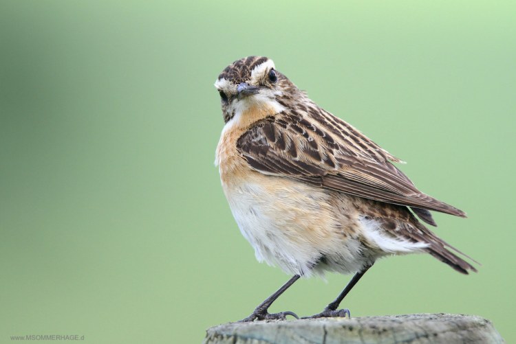 Braunkehlchen