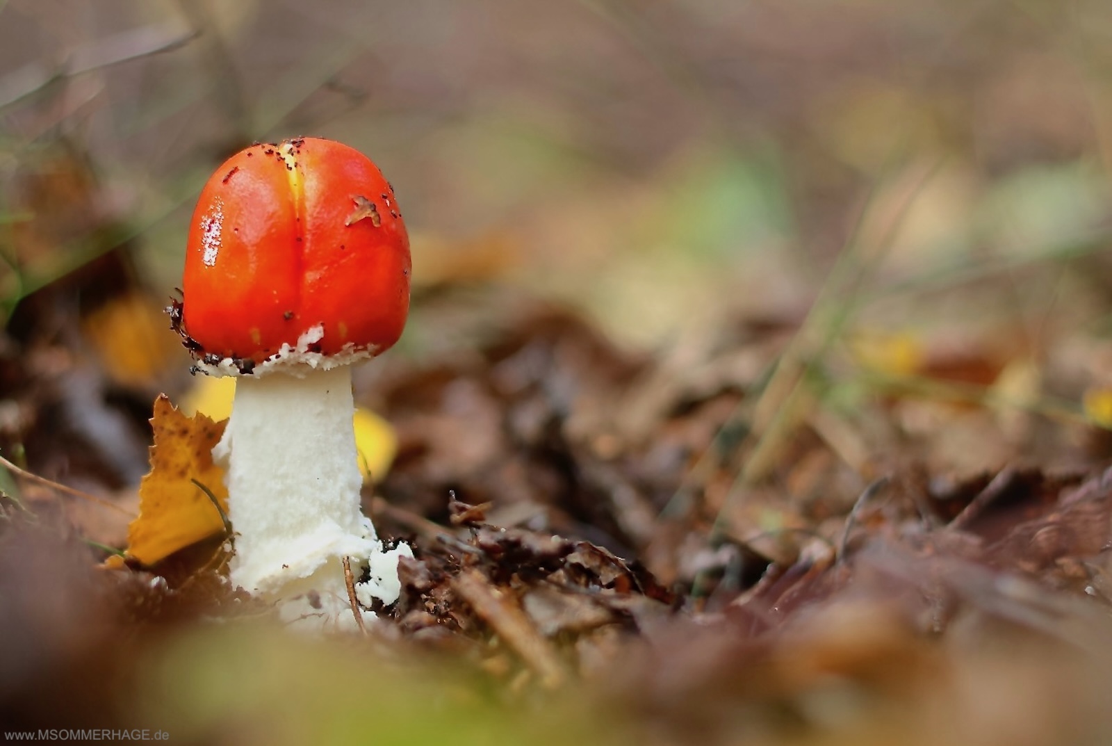 Fliegenpilz im Kellerwald