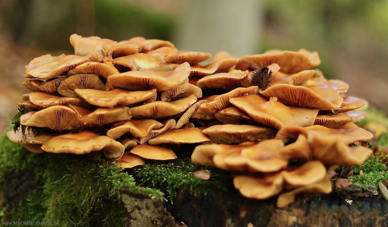 Pilze im Kellerwald