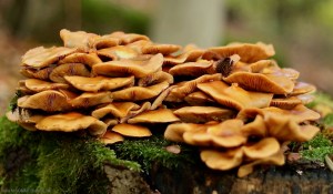 Pilze im Kellerwald