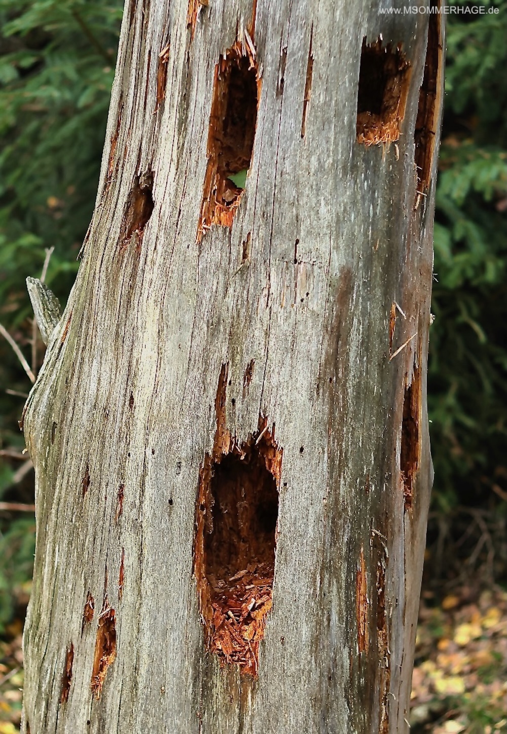 Habitatbaum im Kellerwald
