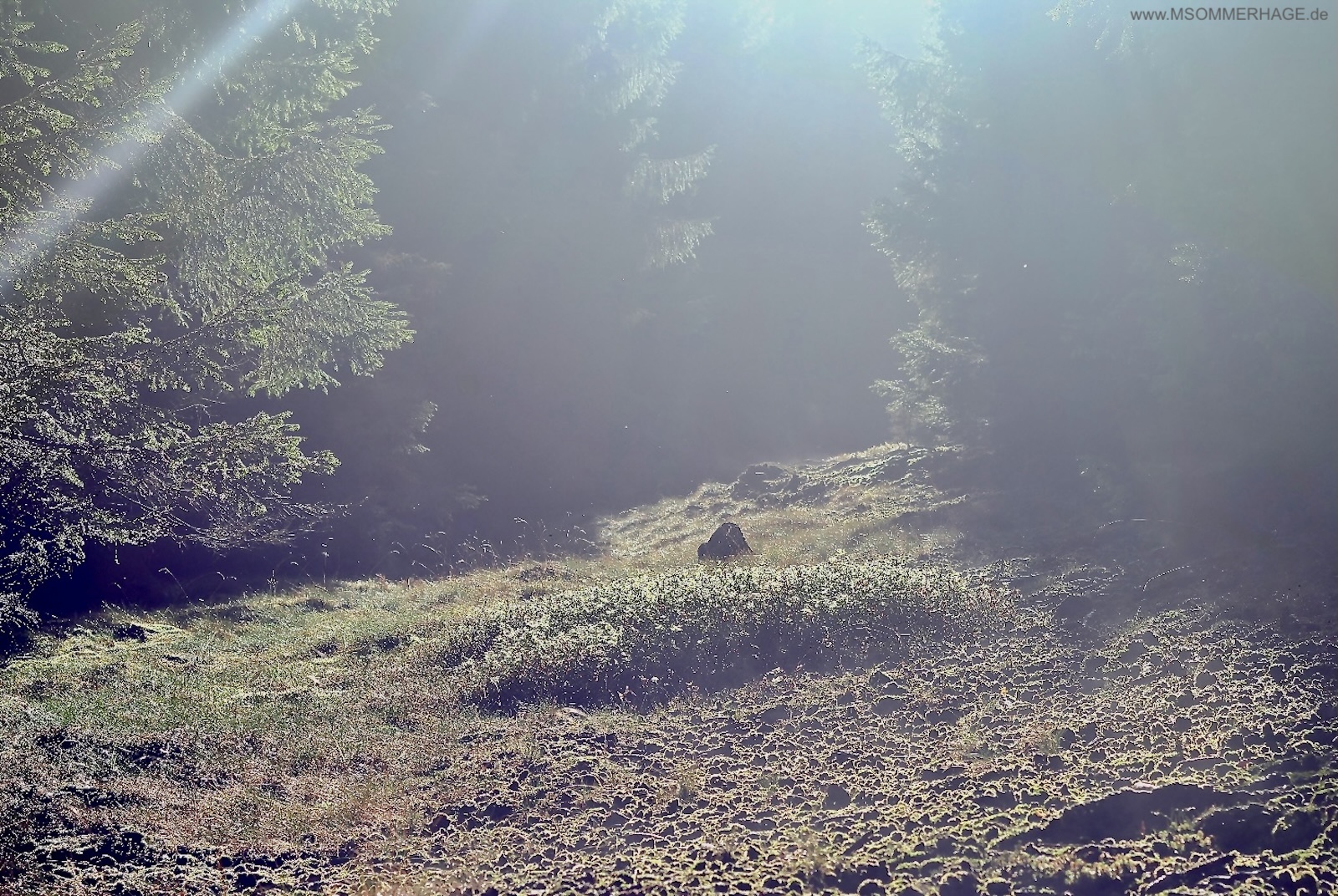 Sonnenlicht fällt durch den Kellerwald