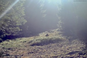 Sonnenlicht fällt durch den Kellerwald